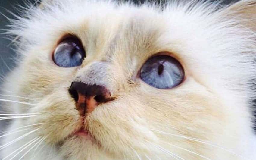 Poderia a gata de Karl Lagerfeld herdar 170 milhões à luz da lei portuguesa?