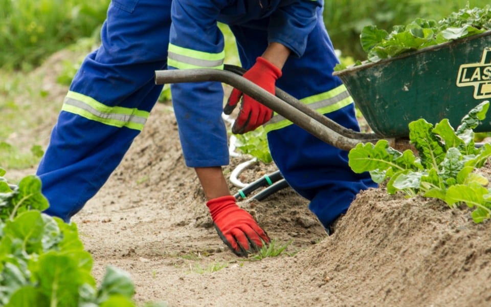 Brexit: Exportação de vegetais para Reino Unido com mais regras em janeiro