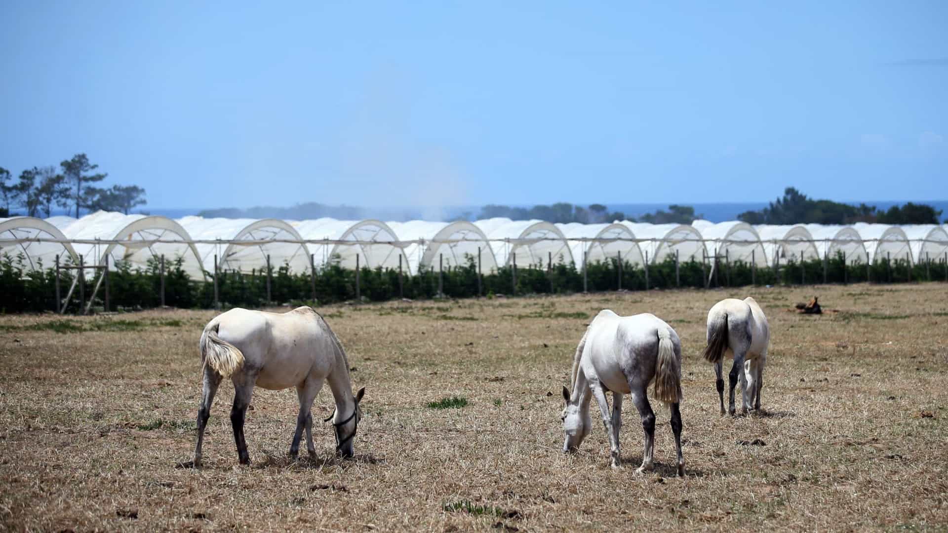 A barragem que abastece a rega do sudoeste alentejano está a meio